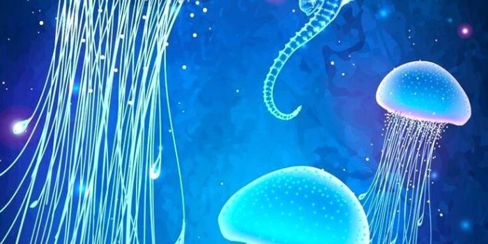 736x1309 Rainbow Jellyfish Wallpapers