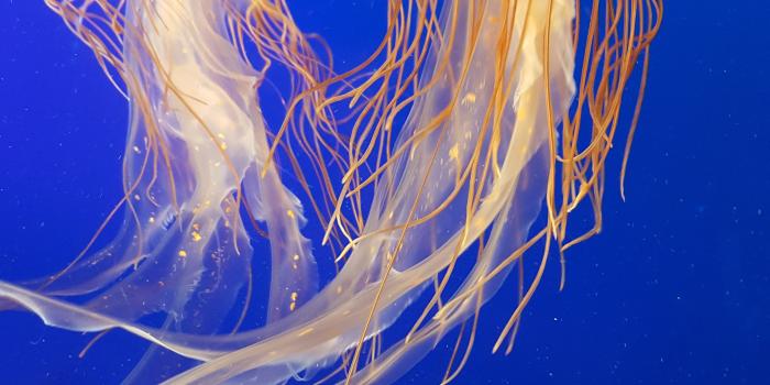 2988x5312 Wallpaper ID: 274590 / jellyfish underwater yellow and blue hd 4k wallpaper  free download