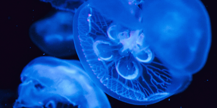 1242x2688 Jellyfish Wallpaper for iPhone 11, Pro Max, X, 8, 7, 6 - Free Download on  3Wallpapers