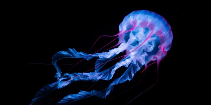4480x2520 Jellyfish Wallpaper 4K, Aquarium, Animals, #2094