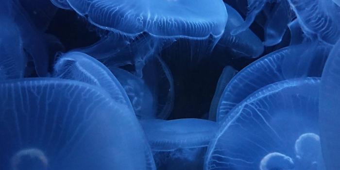 1080x1920 underwater photography of jellyfish wallpaper for Insignia 5X