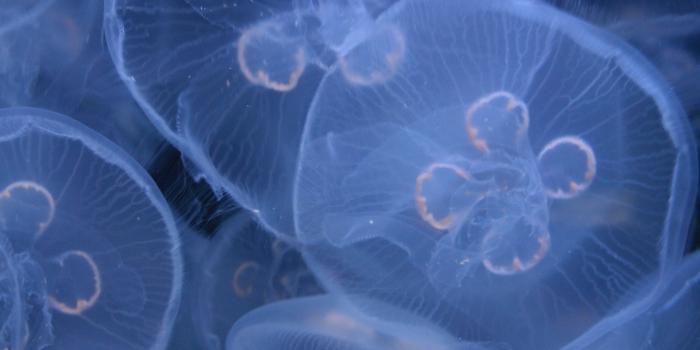 2304x3456 Jellyfish Bloom iPhone Wallpaper | iDrop News