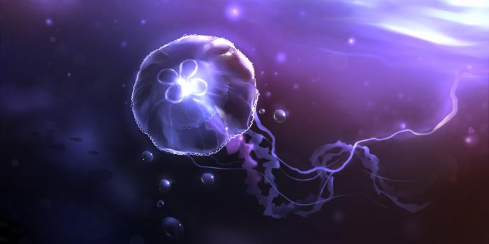 1920x1080 73+] Jellyfish Wallpapers - WallpaperSafari