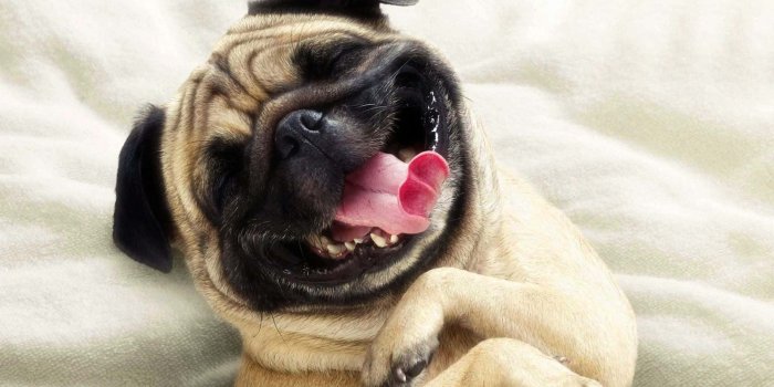 1920x1200 100+] Funny Dog Wallpapers | Wallpapers.com