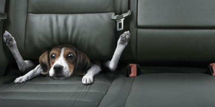 1600x1200 44+] Funny Dog Pictures Wallpaper - WallpaperSafari