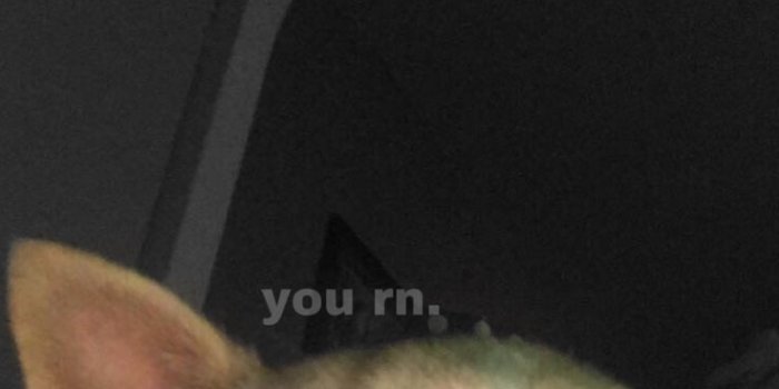 736x1261 you rn lockscreen | Funny lockscreen, Dog lockscreen, Iphone wallpaper  quotes funny