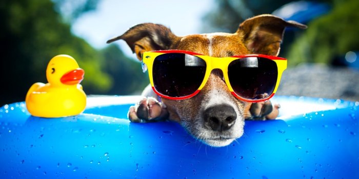 1900x1200 Weird Dogs Wallpapers