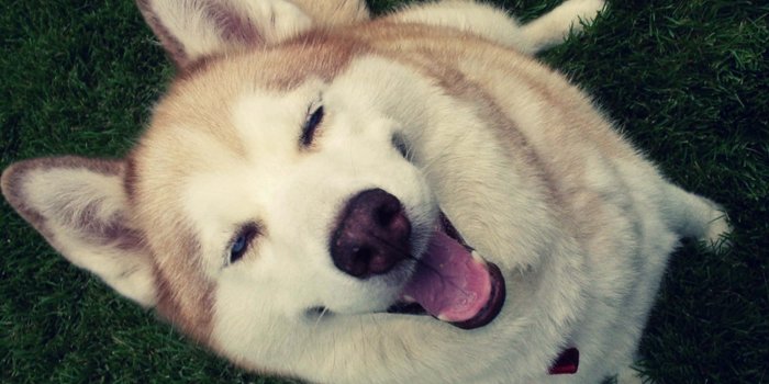 1920x1200 100+] Funny Dog Wallpapers | Wallpapers.com