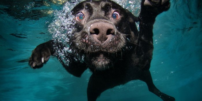 5120x3200 Silly Dog Wallpapers - Top Free Silly Dog Backgrounds - WallpaperAccess