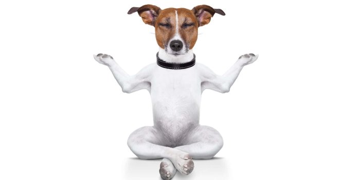1920x1200 Download A Dog Is Sitting In A Yoga Pose Wallpaper | Wallpapers.com