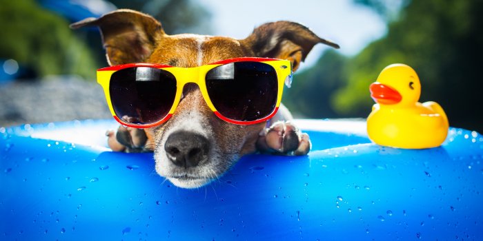 3840x2160 Wallpaper Dog, puppy, duck, glasses, drops, summer, resort, funny, beach,  blue, Animals #1277