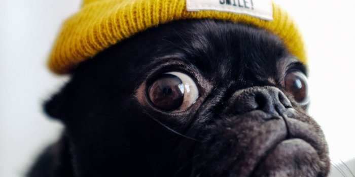 2780x2780 Funny Pet Wallpapers - Top Free Funny Pet Backgrounds - WallpaperAccess
