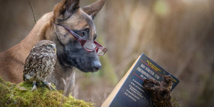 2560x1600 Funny Dog Wallpaper (62+ pictures)