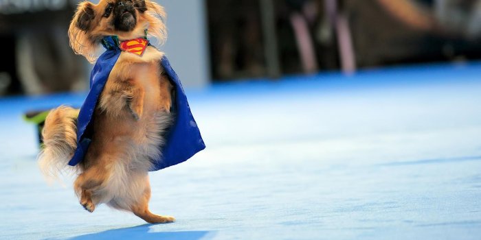 1920x1200 Weird Dog Wallpapers
