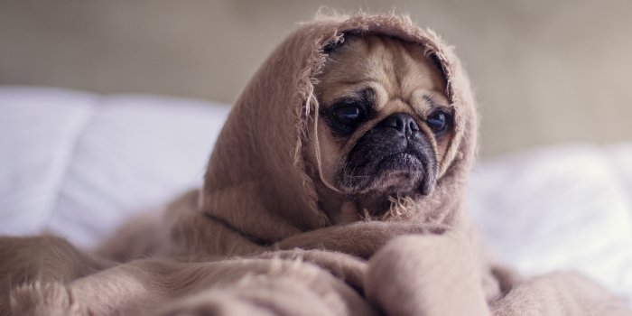 3840x2159 Funny Dog Puppy Wrapped in Blanket 4K Wallpaper | HD Wallpapers