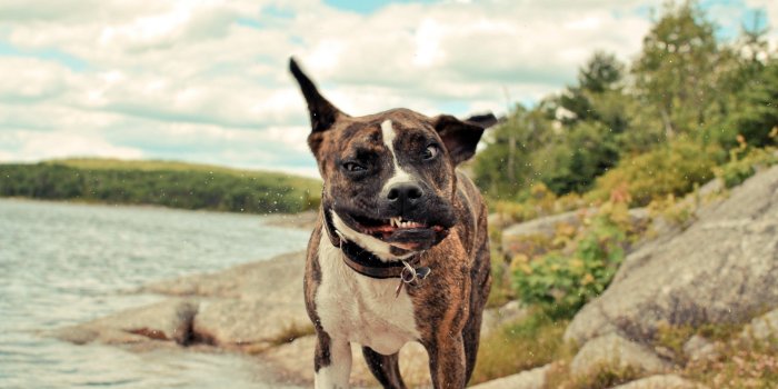 2560x1600 Dog background Wallpapers Download | MobCup