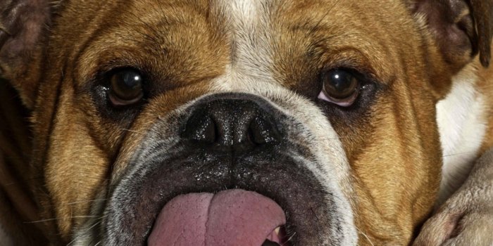 1280x1024 Funny Dog Ultra HD Desktop Background Wallpaper for 4K UHD TV : Widescreen  & UltraWide Desktop & Laptop : Tablet : Smartphone