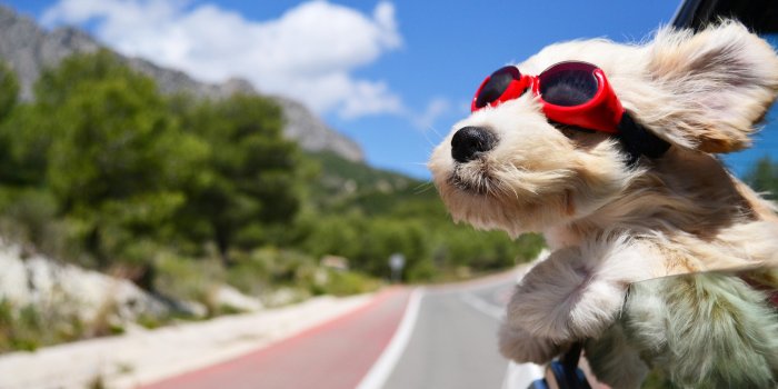 5120x2880 Wallpaper Dog, puppy, road, funny, glasses, hair, sky, nature, Animals #1673