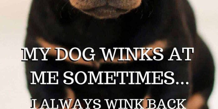 1080x1920 Funny dog saying on free phone wallpaper for i phone and android background  | Dog quotes funny, Dogs, Dog phone