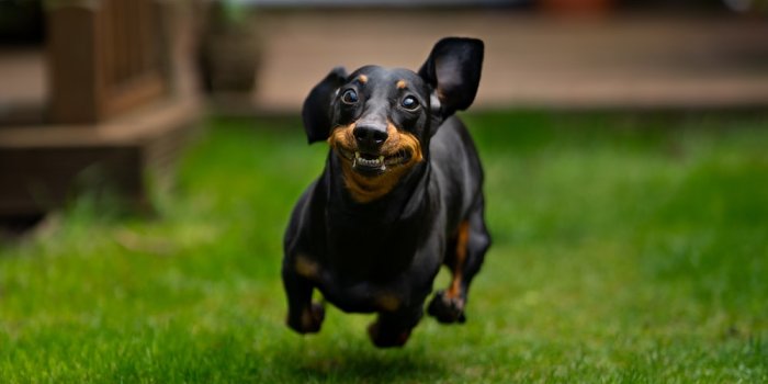 1000x1250 500+ Funny Dog Pictures | Download Free Images on Unsplash