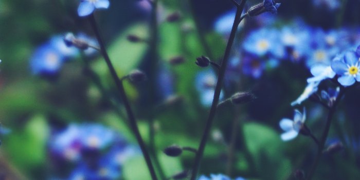 2462x3376 Blue Flowers Photos, Download The BEST Free Blue Flowers Stock Photos & HD  Images