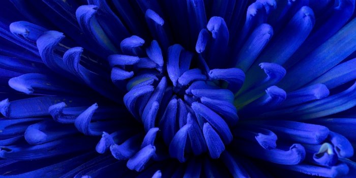 1284x2778 Blue flower Wallpaper 4K, Chrysanthemum, Blossom, Flowers, #7046