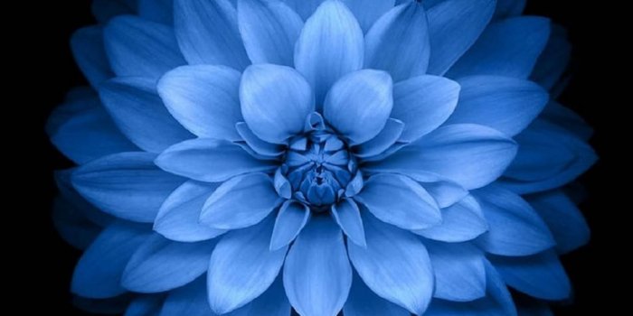 1242x2208 Blue Flower iPhone Wallpapers - Top Free Blue Flower iPhone Backgrounds -  WallpaperAccess