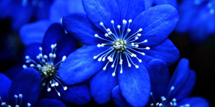 1920x1080 Blue Flower Wallpapers - Top Free Blue Flower Backgrounds - WallpaperAccess