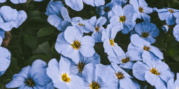 2931x3908 Blue Flowers Photos, Download The BEST Free Blue Flowers Stock Photos & HD  Images