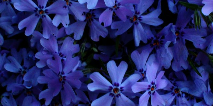 1080x2400 Blue flowers Wallpaper 4K, Floral Background, Flowers, #3157