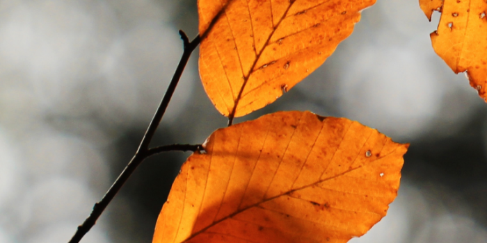 768x1662 iPhone XS Max wallpaper pack | Fall wallpaper, Iphone wallpaper fall,  Thanksgiving wallpaper