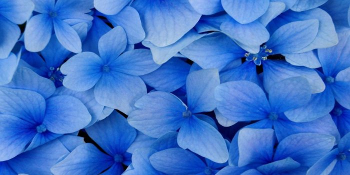 1600x1000 74+] Blue Flowers Wallpaper - WallpaperSafari