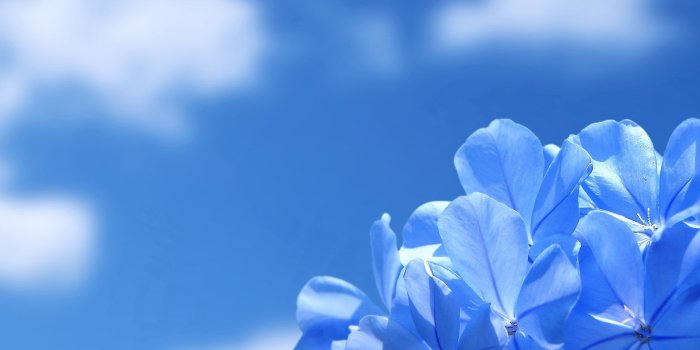 1600x1200 420+ Blue Flower HD Wallpapers and Backgrounds