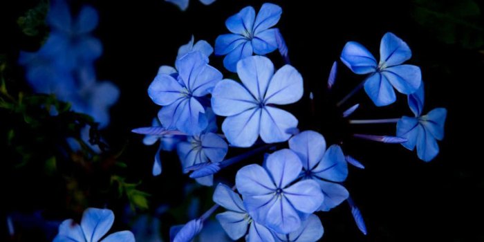 1280x1920 Download Blue Flowers In The Dark Wallpaper | Wallpapers.com