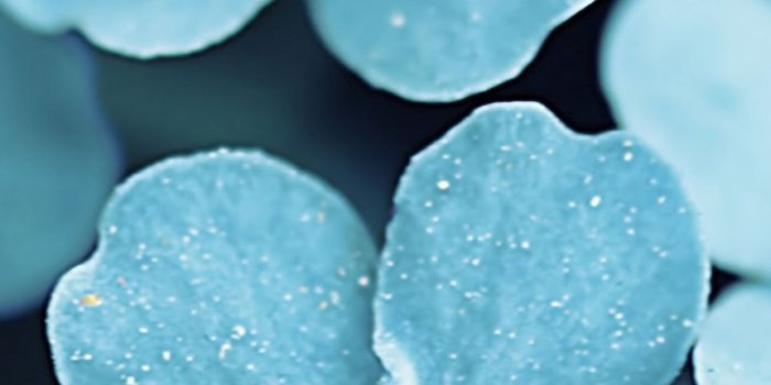 1284x2778 Forget Me Blue Flowers iPhone Wallpapers Free Download