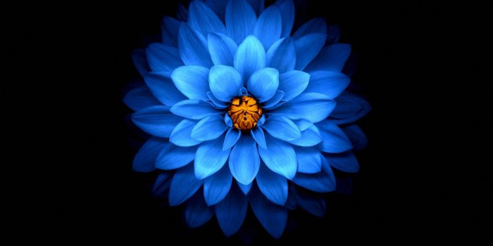 1280x2120 Download wallpaper 1280x2120 blue flower, dark, amoled, iphone 6 plus,  1280x2120 hd background, 25964