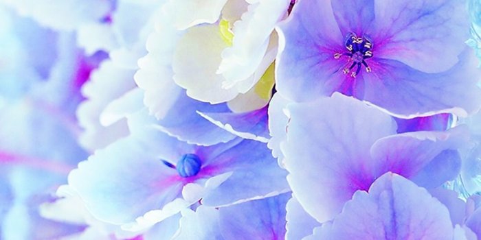 1080x1920 Purple Blue Flower Wallpapers