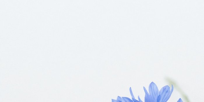 1000x1500 Blue flower on white background photo – Free Blue Image on Unsplash