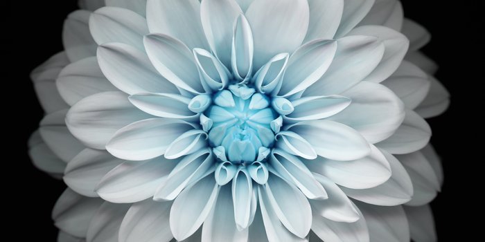 1125x2436 iPhone11papers.com | iPhone11 wallpaper | ac92-wallpaper -apple-iphone6-plus-ios8-flower-blue