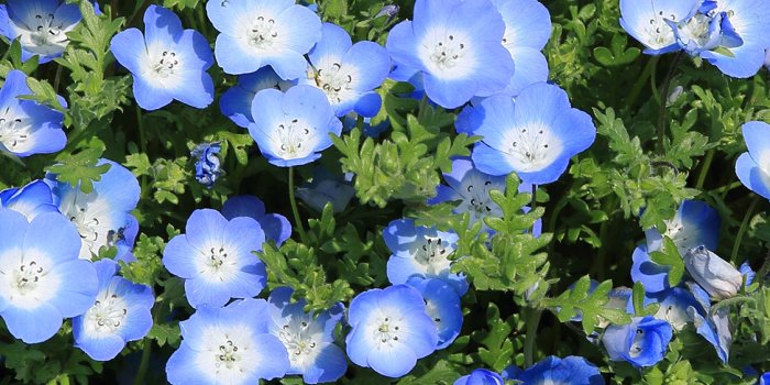 1125x2436 iPhoneXpapers.com | iPhone X wallpaper | nn48-flower-spring-blue-nature