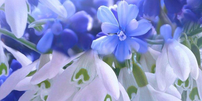 1284x2778 Blue flowers Wallpaper 4K, Hyacinth, White, Flowers, #2060