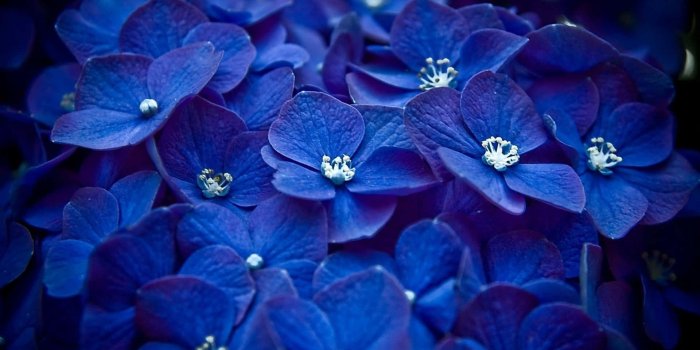 1920x1080 100+] Blue Flowers Aesthetic Background s | Wallpapers.com