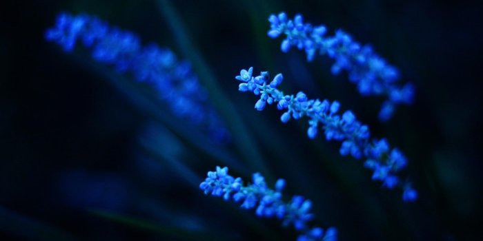 2880x1800 Electric Blue Flower Mac Wallpaper Download | AllMacWallpaper