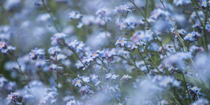 1440x2160 25 Beautiful Flower Wallpapers For iPhone (Free Download!)