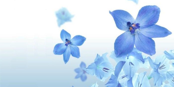 1024x768 Light Blue Flower Background Images and Wallpapers – YL Computing