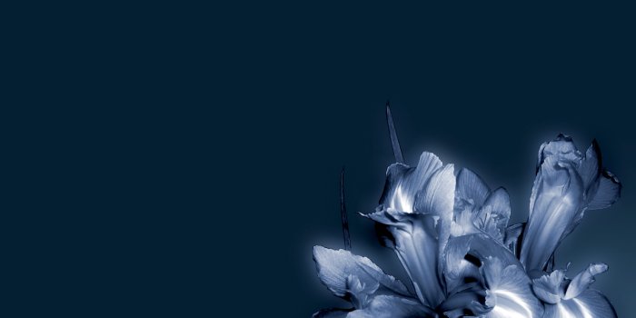 1600x1200 Blue flower wallpapers | Blue flower stock photos