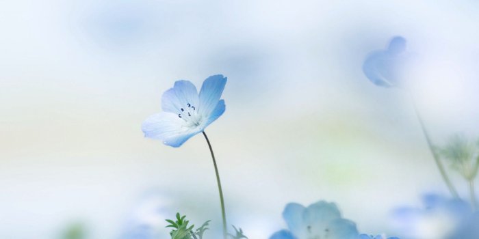1920x1200 Free download Blue Flower Wallpaper Free Backgrounds Download For  [1920x1200] for your Desktop, Mobile & Tablet | Explore 72+ Blue Flower  Background | Blue Flower Backgrounds, Flower Background, Blue Flower  Wallpaper