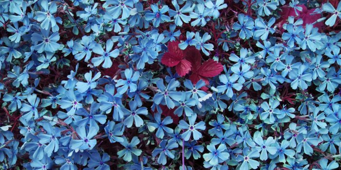 1920x1080 Tiny Blue Flowers