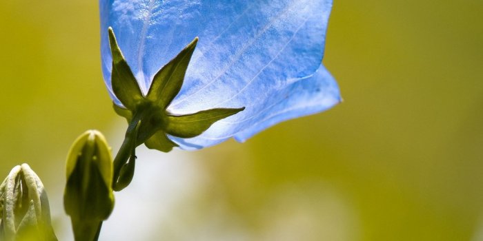1080x2340 271042 flower bellflower blue blue flower garden, Samsung Galaxy A50s  background hd, 1080x2340 - Rare Gallery HD Wallpapers