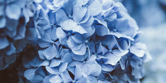 1284x2778 blue flowers iPhone 12 Wallpapers Free Download